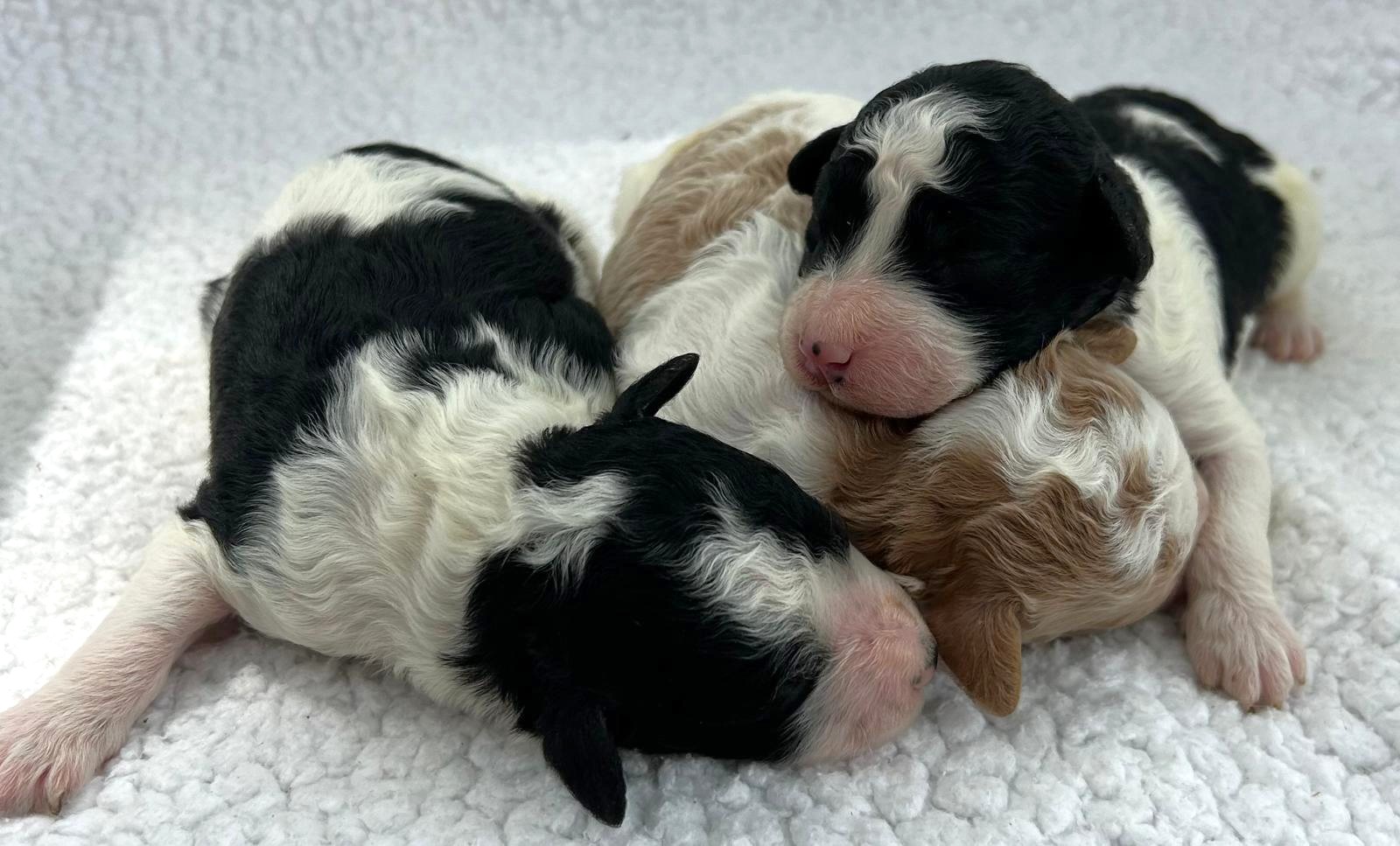 litter of 3 puppies