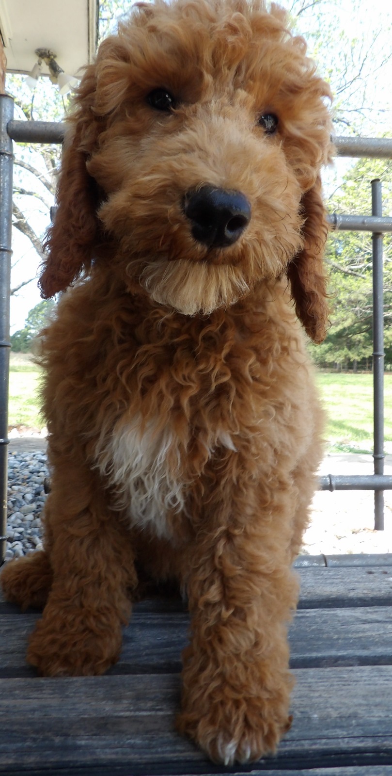 Brown fluffy dog sitting on a terrace
