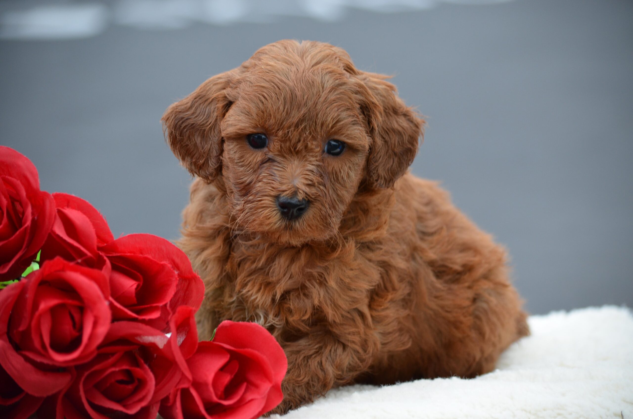 Brwn doodle puppy next to some roses