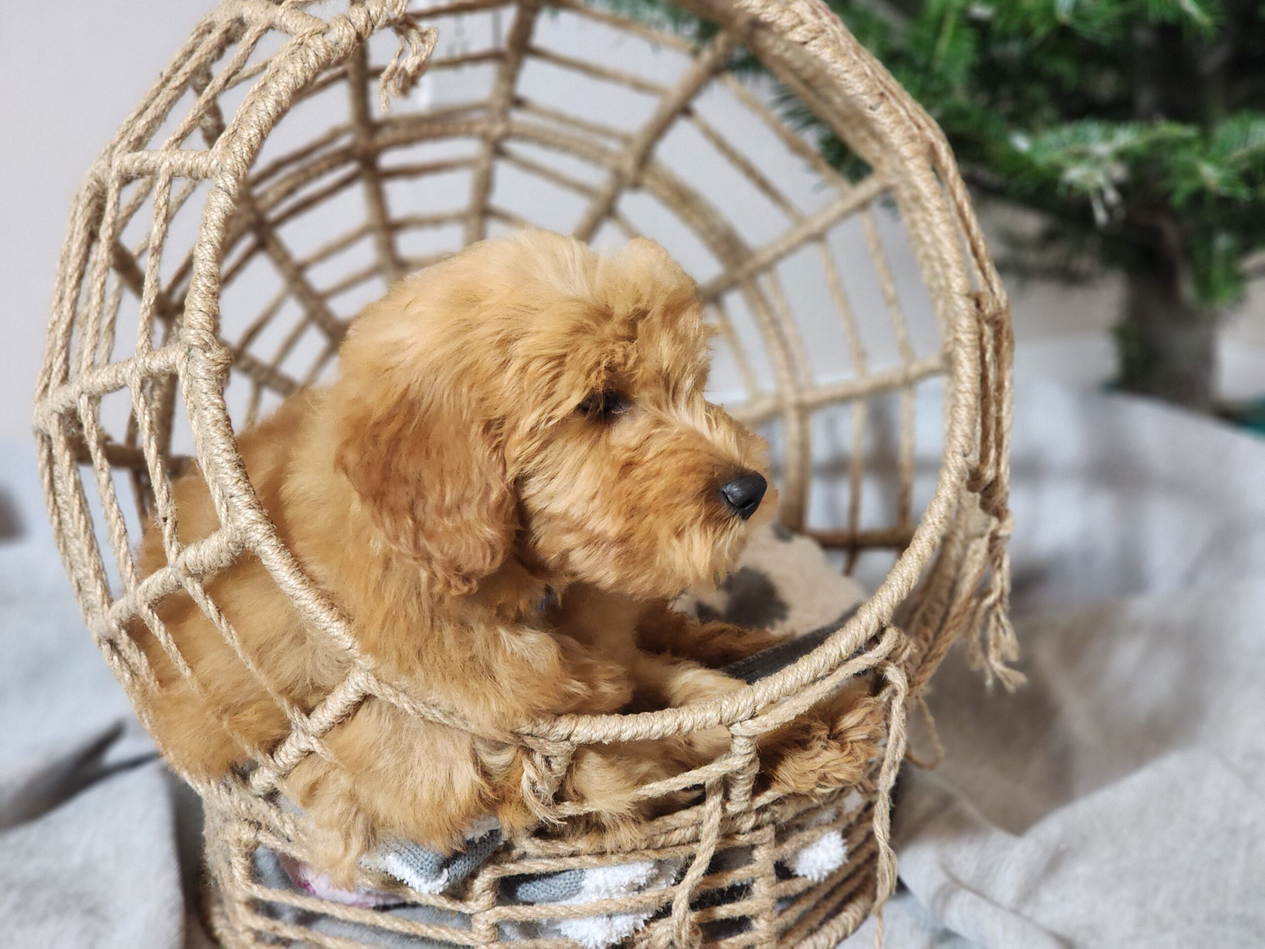 puppy sitting in a basket