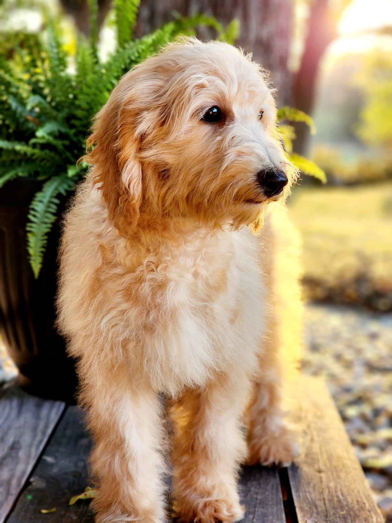Mini Doodle puppy looking out towards Something