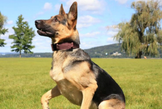 Attentive German Shepherd sitting in a field