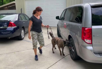 Owner walking her dog calmly on a loose leash