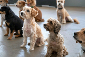A group of puppies sitting together during training