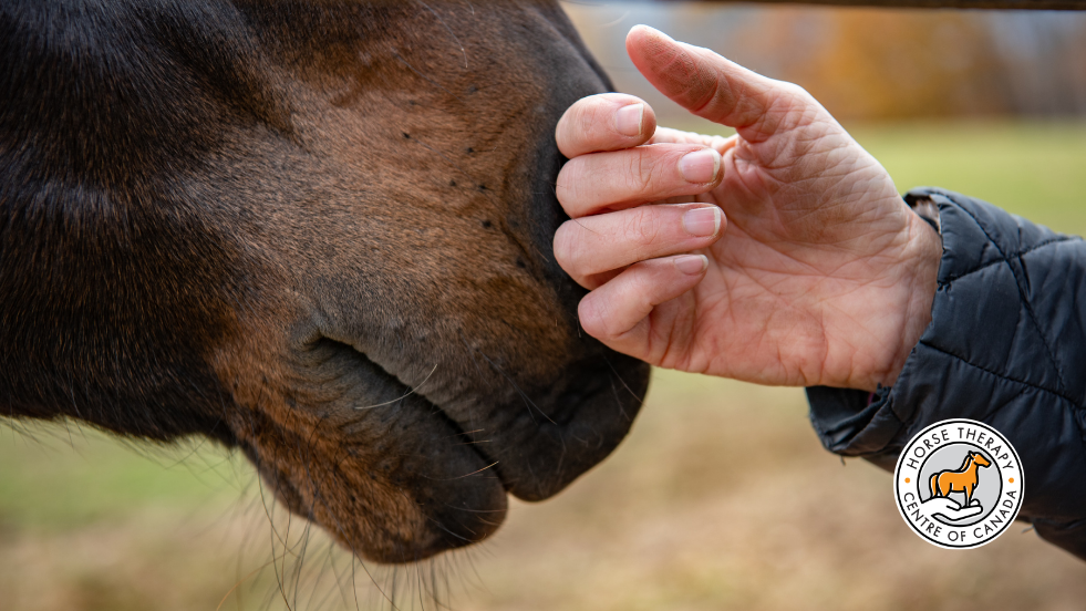Therapist gently touching a horse to support psychological flexibility work