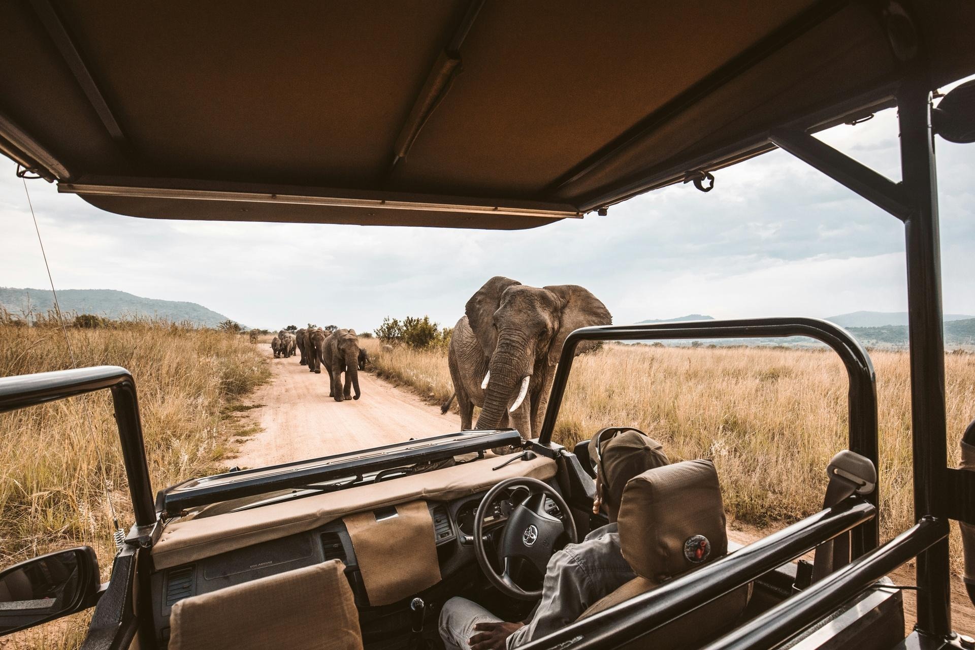 Safari at Aquila Private Game Reserve