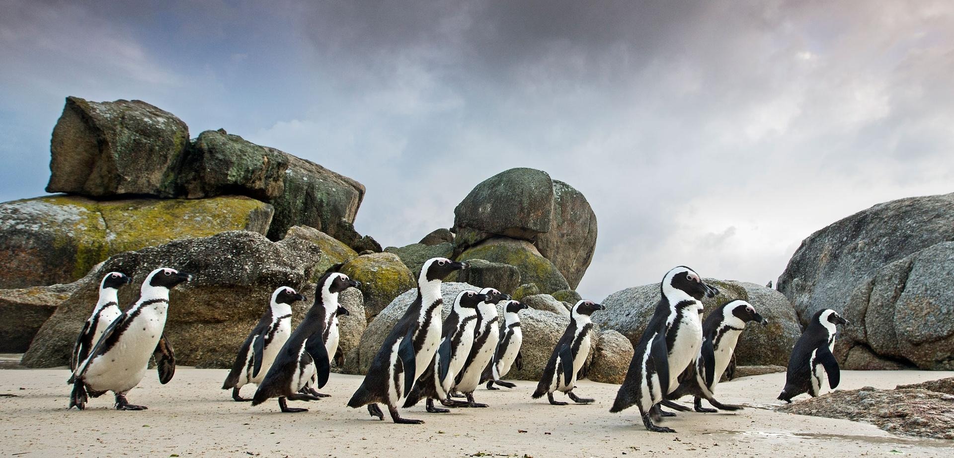 Cape Point and Boulders Beach penguins