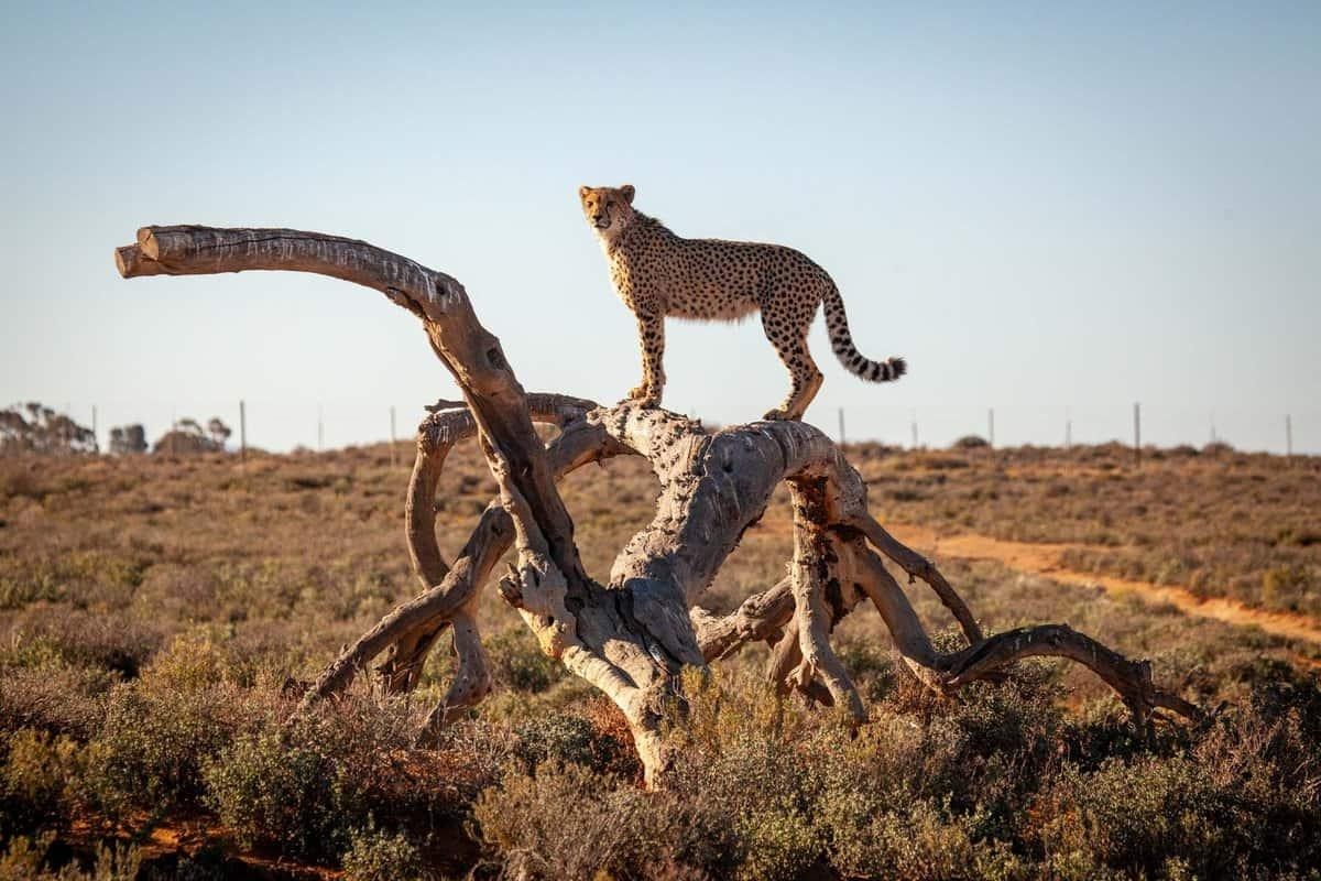 Cheetah conservation and the Cape Winelands