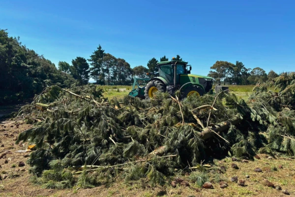 tree removal services