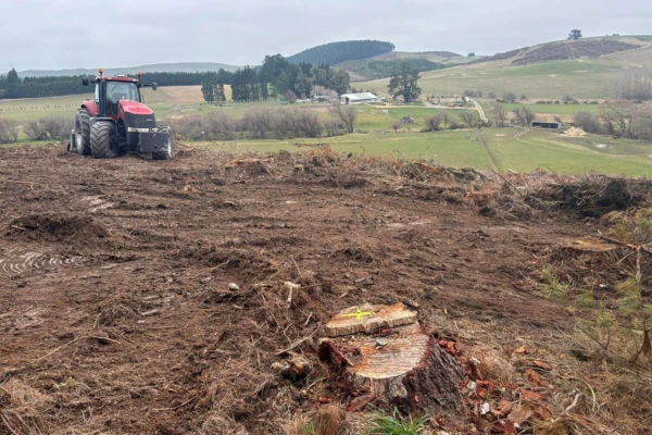 Slash removal & tree mulching