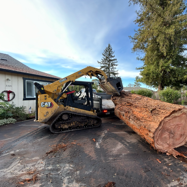 Tree Trimming