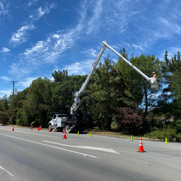 Arborcare team at work — Our Story