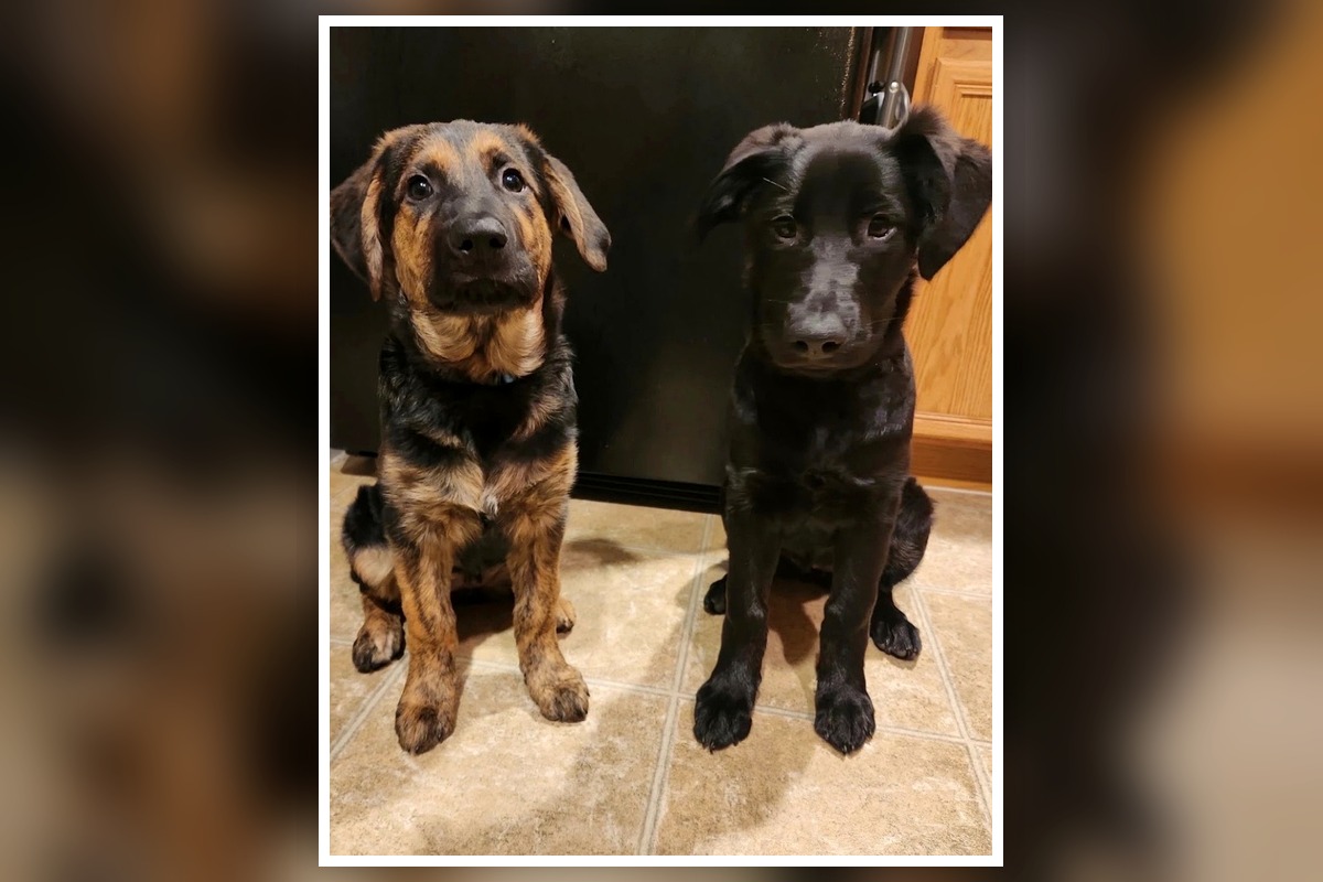 Puppy course student testimonial