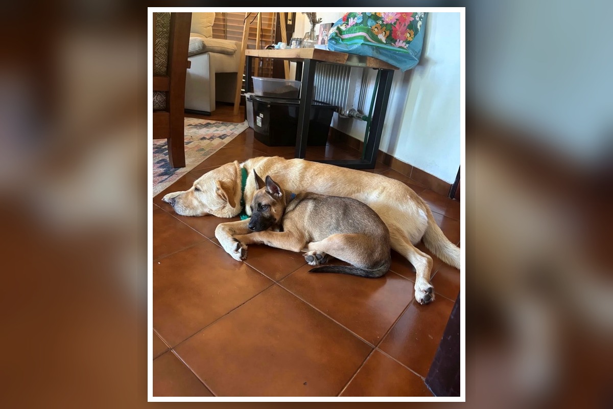 Puppy course student testimonial
