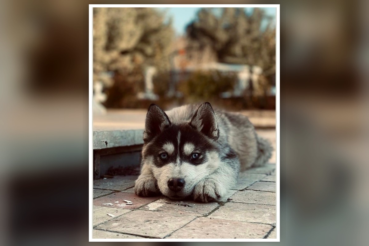 Puppy course student testimonial