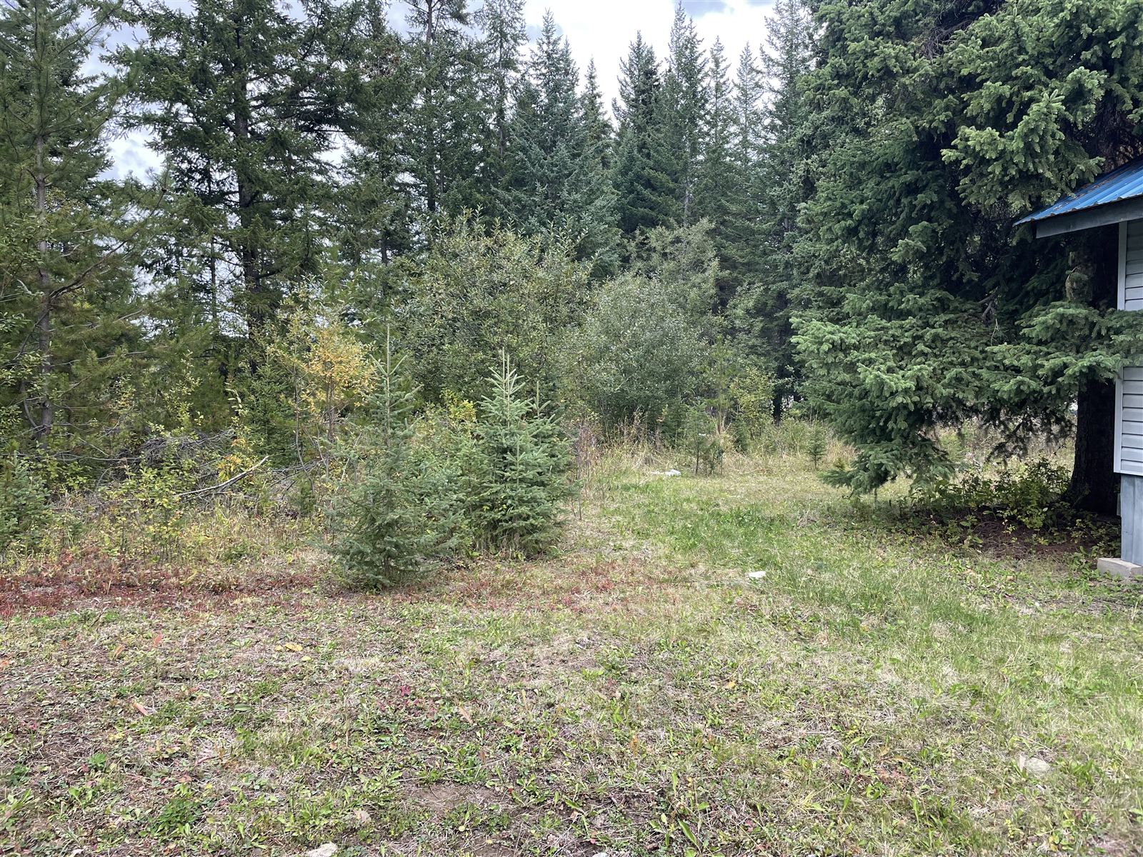 Treed area of the yard