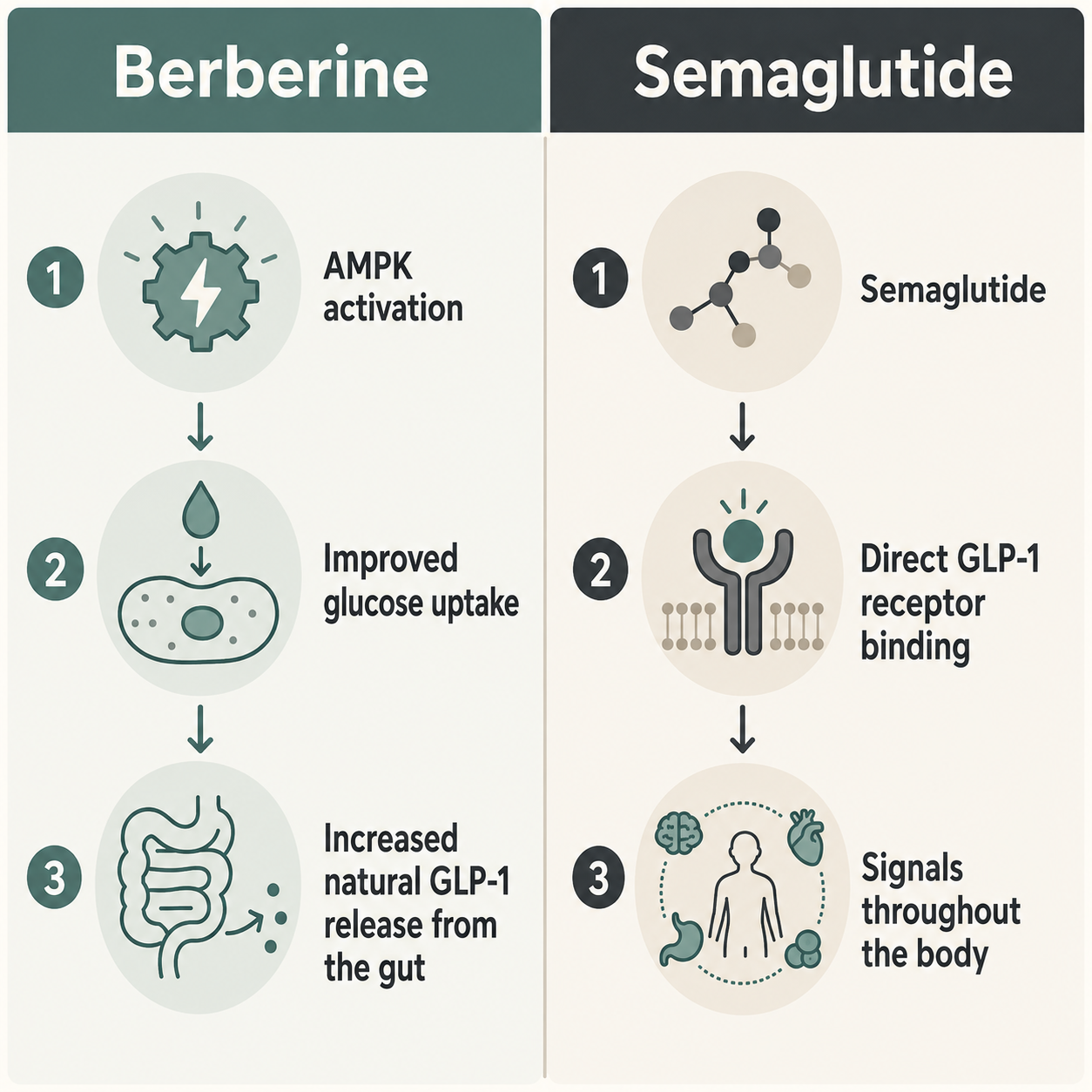 diagram comparing berberine AMPK pathway to semaglutide GLP-1 receptor mechanism diagram comparing berberine AMPK pathway to semaglutide GLP-1 receptor mechanism