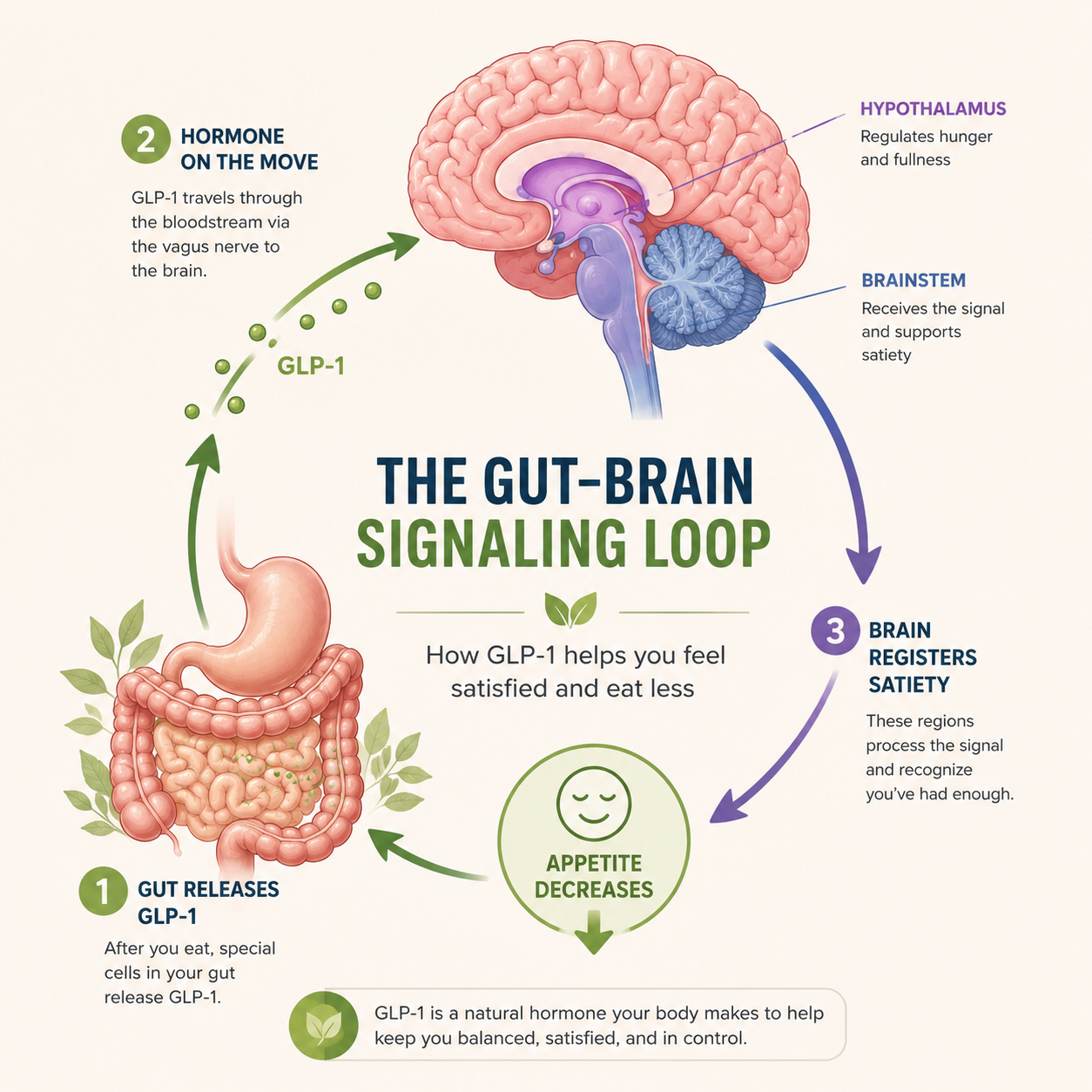 diagram showing how the GLP-1 pathway regulates hunger and satiety signals in the gut and brain diagram showing how the GLP-1 pathway regulates hunger and satiety signals in the gut and brain