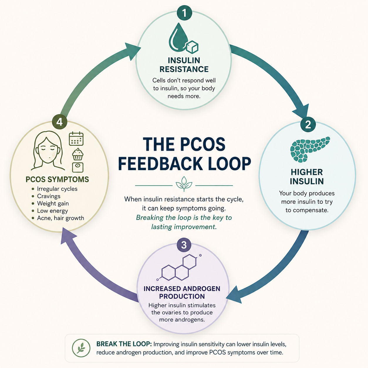 diagram showing insulin resistance and PCOS symptom cycle