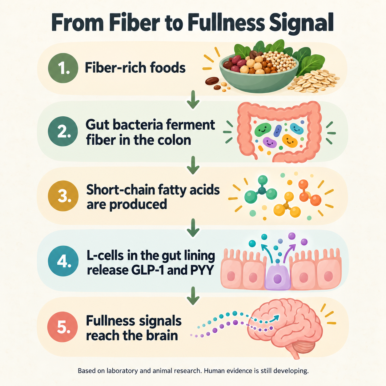 Diagram showing how dietary fiber is fermented by gut bacteria into short-chain fatty acids that signal intestinal L-cells to release GLP-1 and PYY