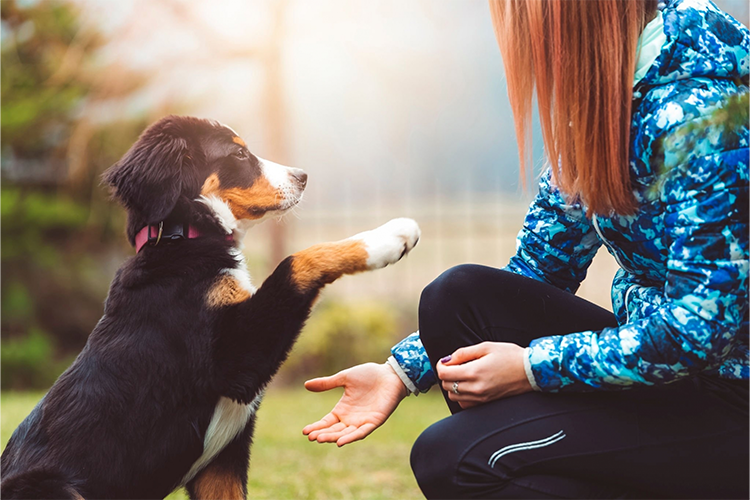 Train Like a Pup Whisperer