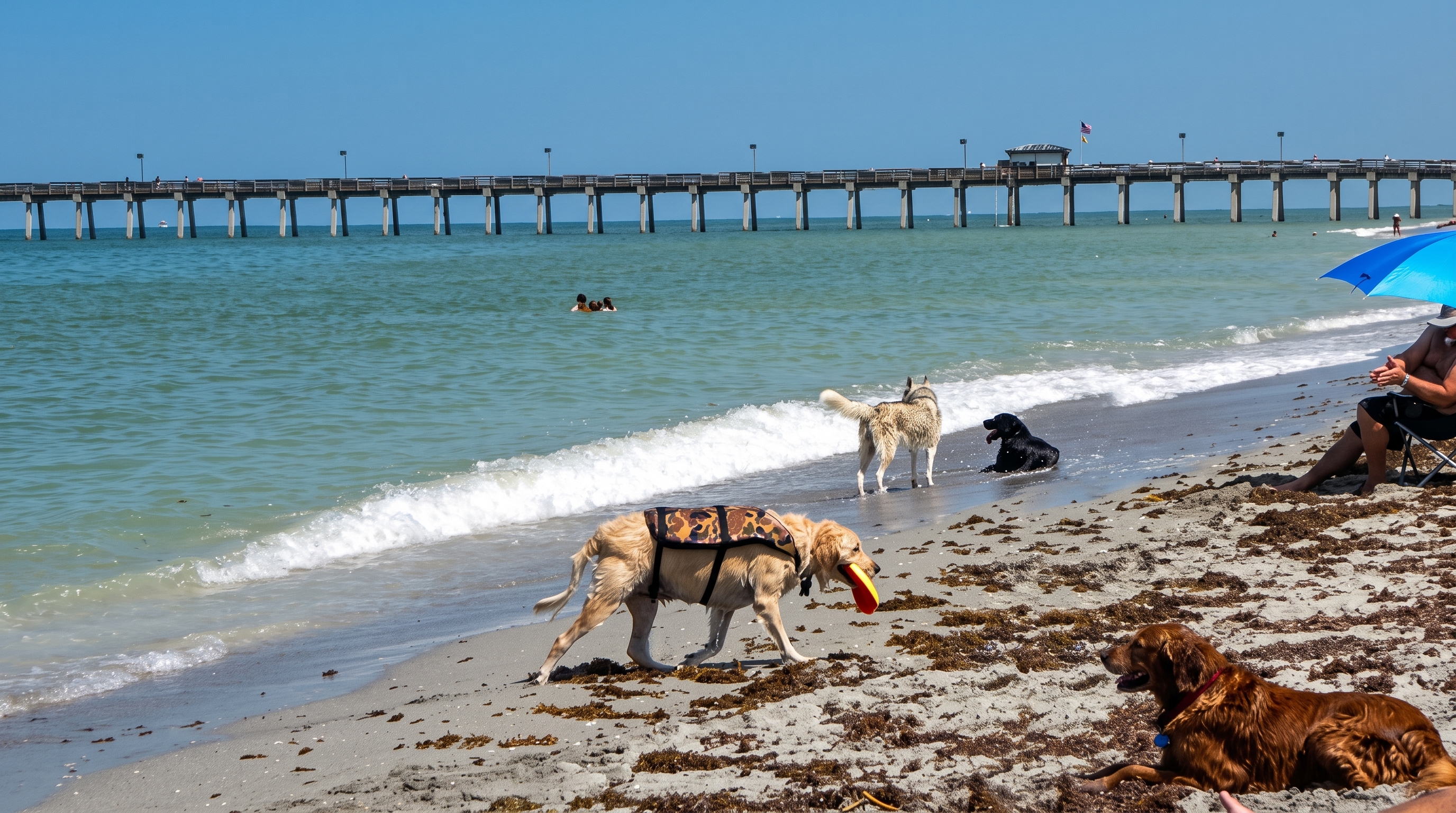 Brohard Paw Park dog beach in Venice Florida