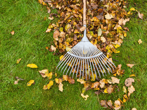 Seasonal Yard Cleanups in Tampa, FL
