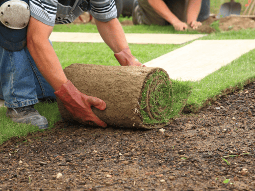 Sod Installation in Tampa, FL