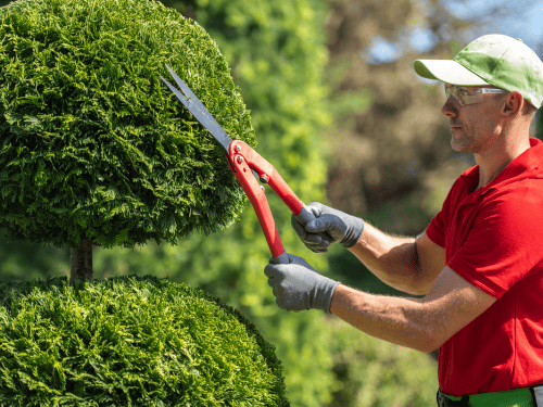 Hedge & Shrub Trimming in Tampa, FL
