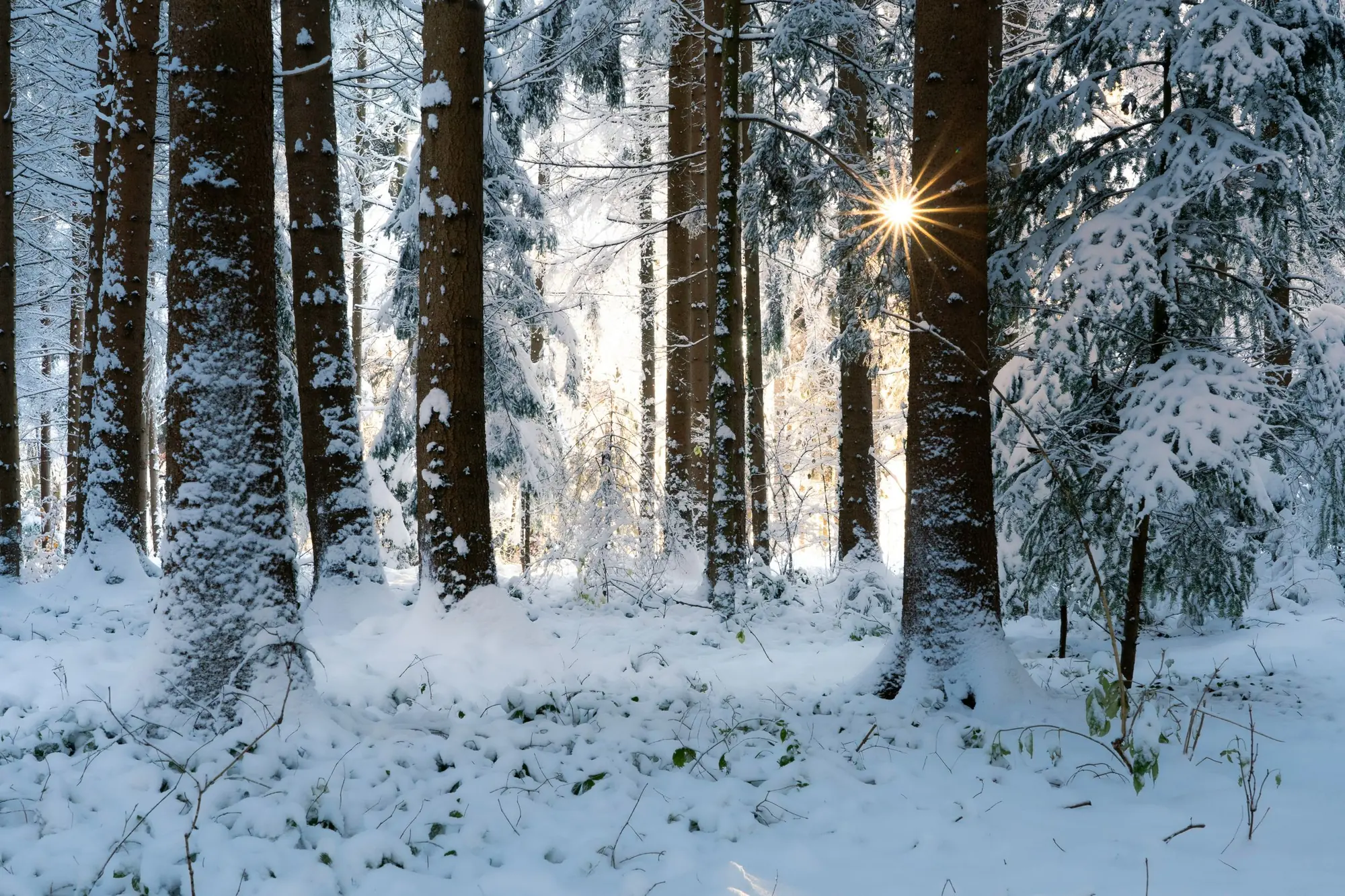 Low winter sun shining through tall snow-covered trees in a quiet forest