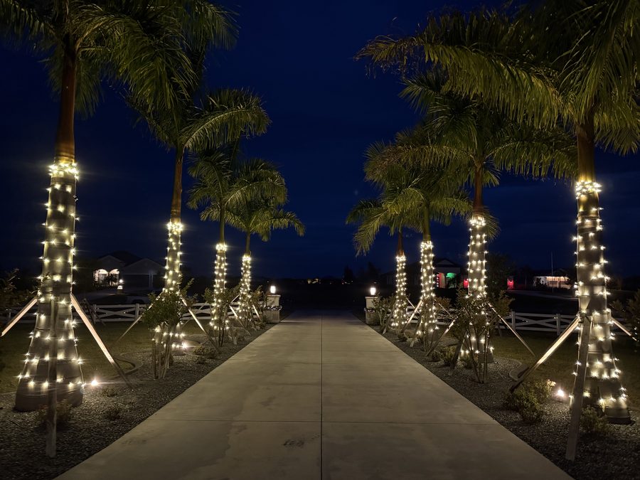 Driveway palm lighting