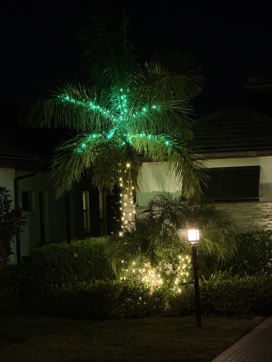 Multiple palm trees with green uplighting