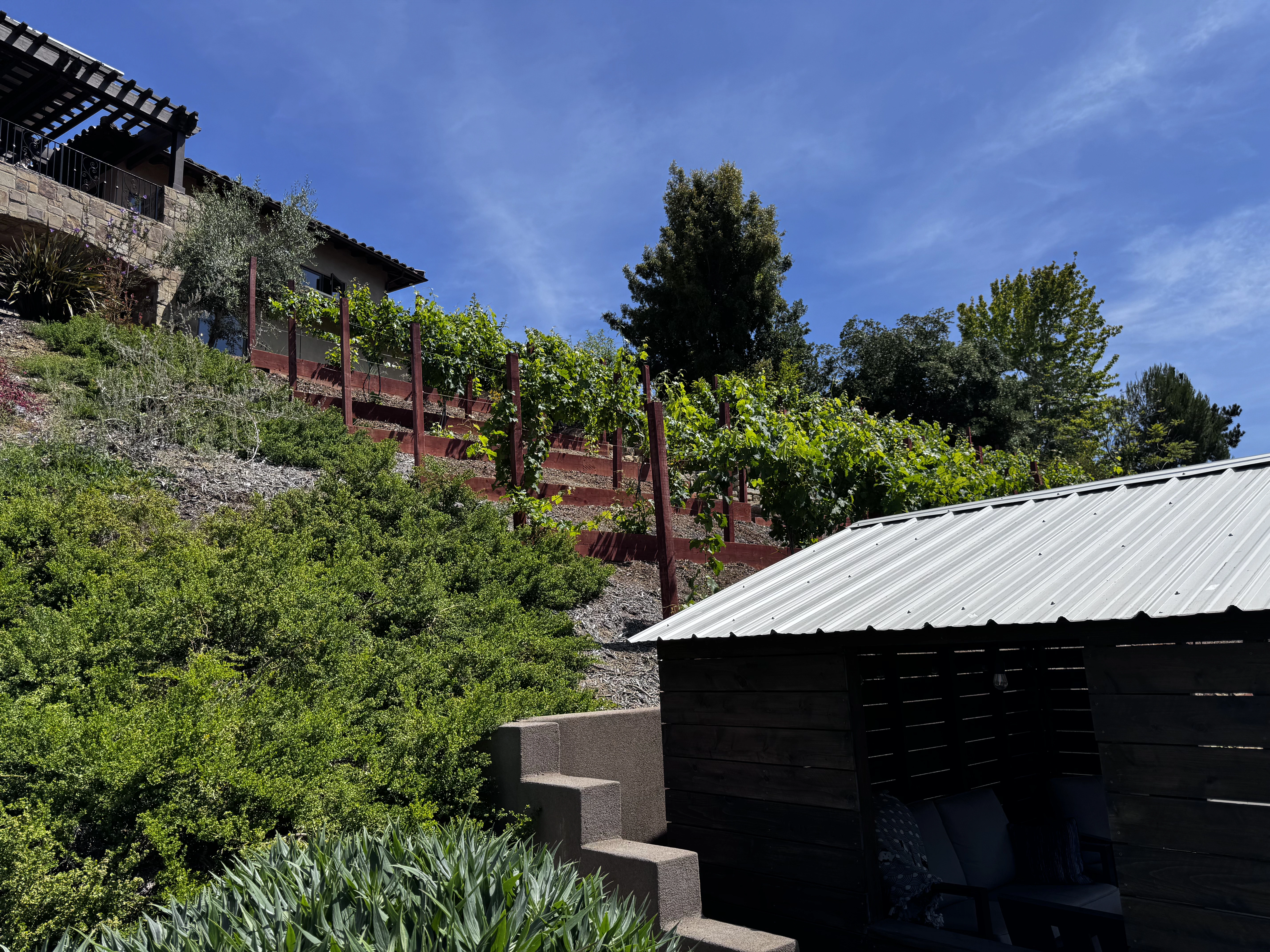 A Terraced garden of California native plants