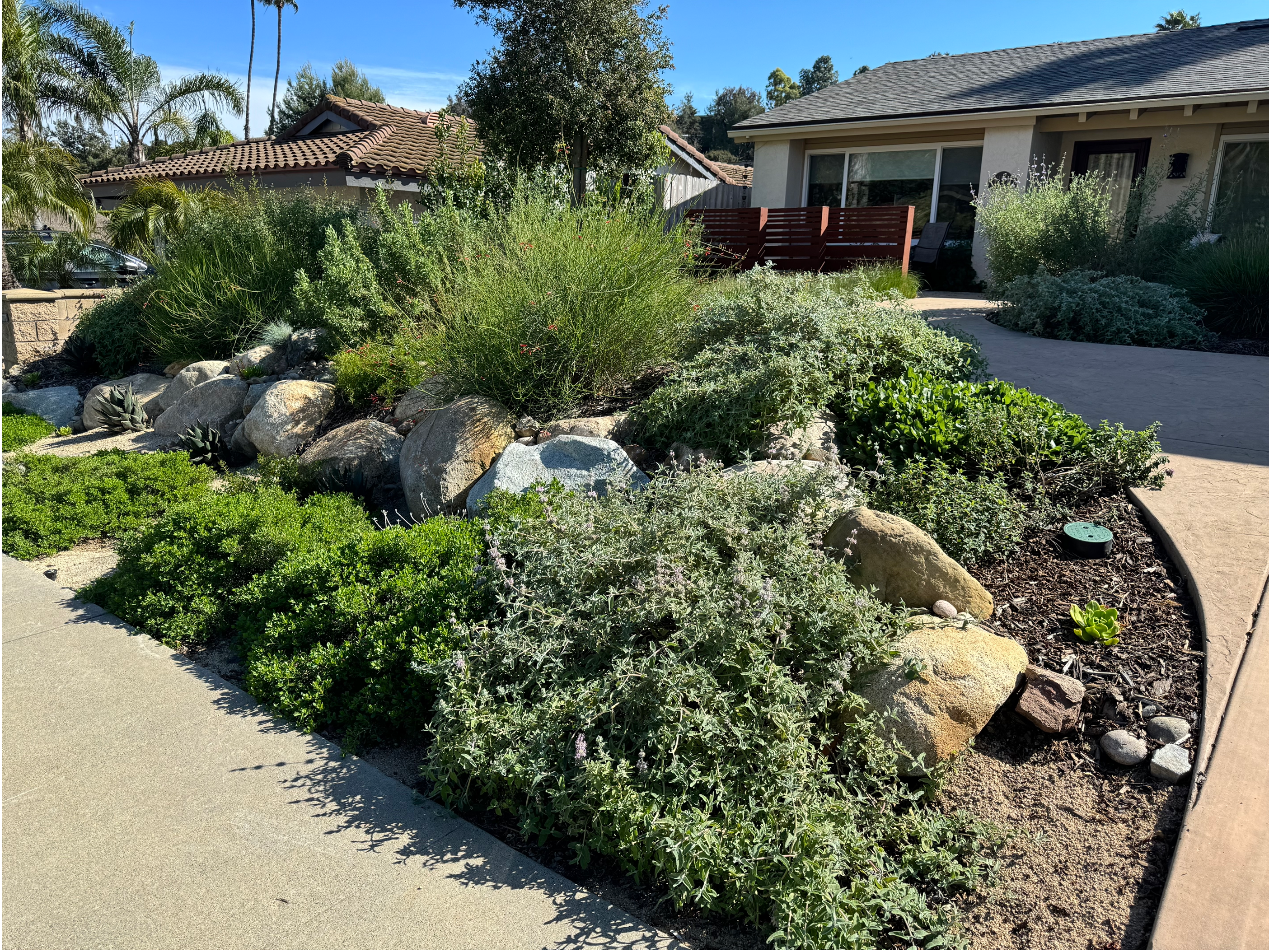 A local San Diego nursery with rows of potted native plants, offering a variety of options for gardeners seeking indigenous flora