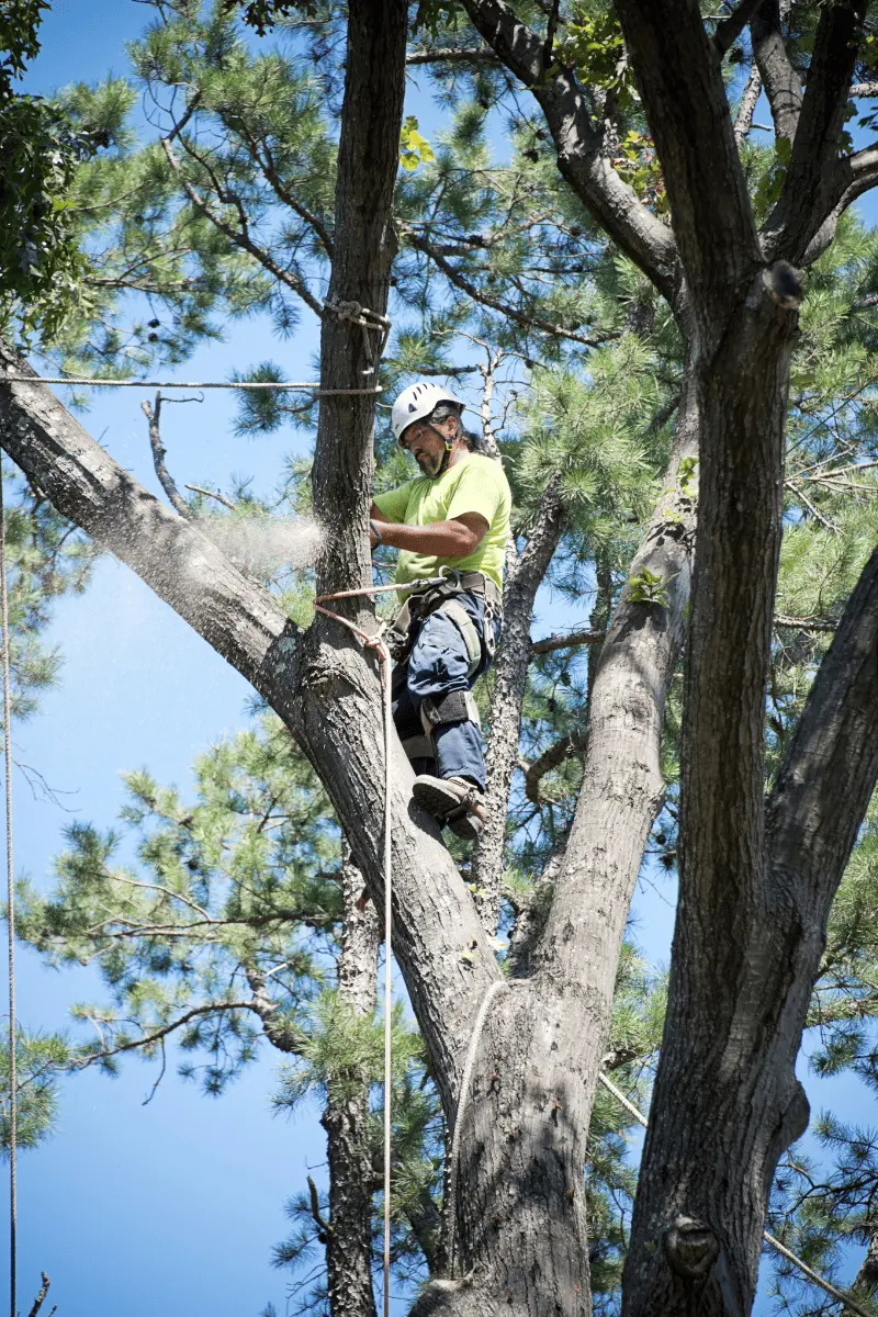 Example of tree removal in Raleigh NC by Pro Brothers Landscaping
