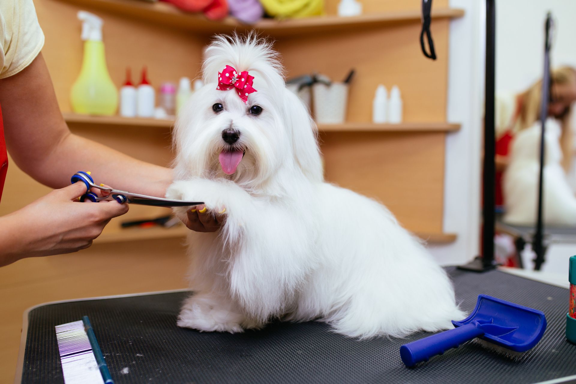 Iowa City Pet Grooming