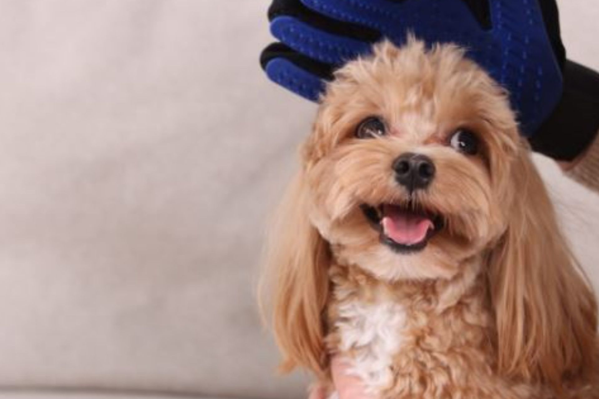 Parnell Pet Grooming