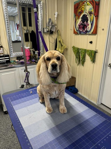 Dog Grooming Oxford