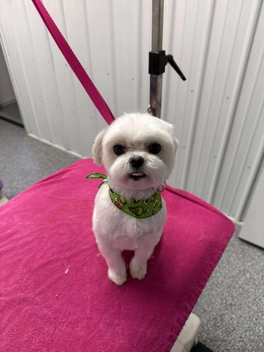 Mini Grooming Oxford