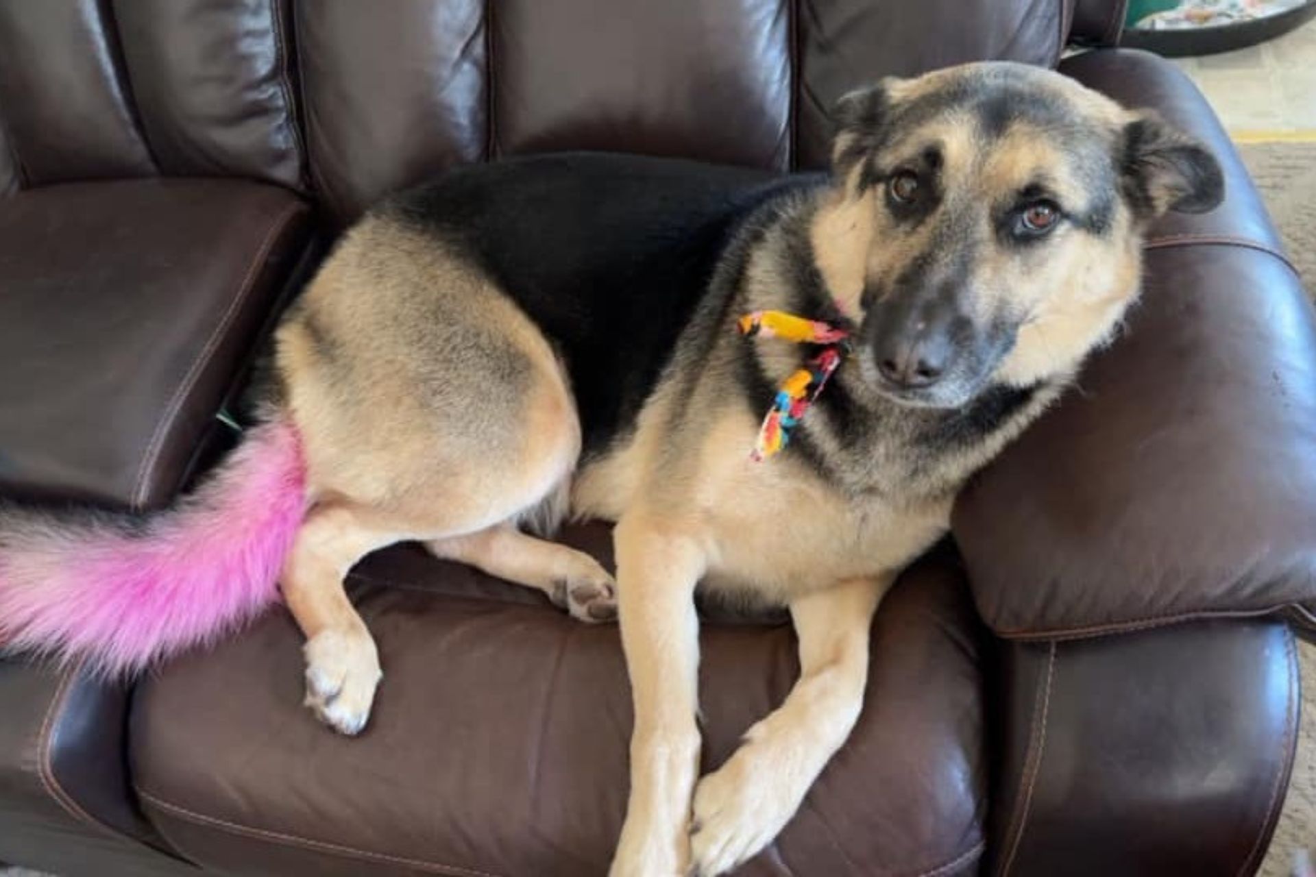 Oxford Creative Grooming