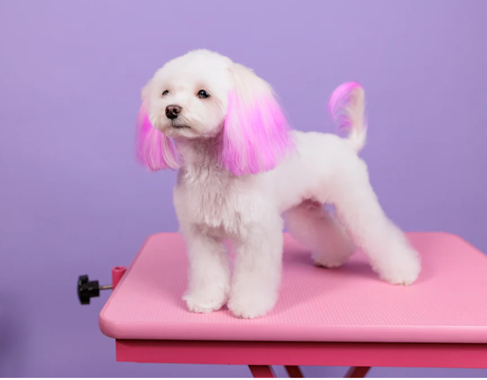 Creative Grooming in Oxford