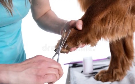 Mini Grooming in Oxford