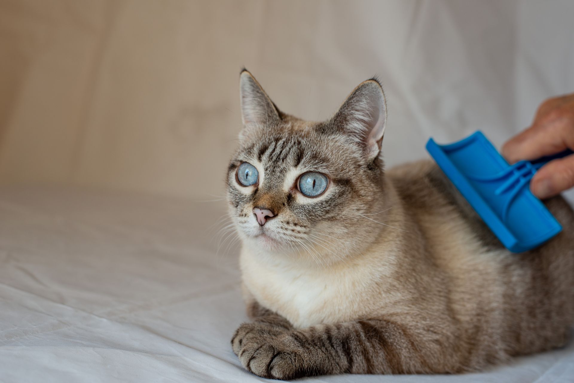 Coralville Cat Grooming