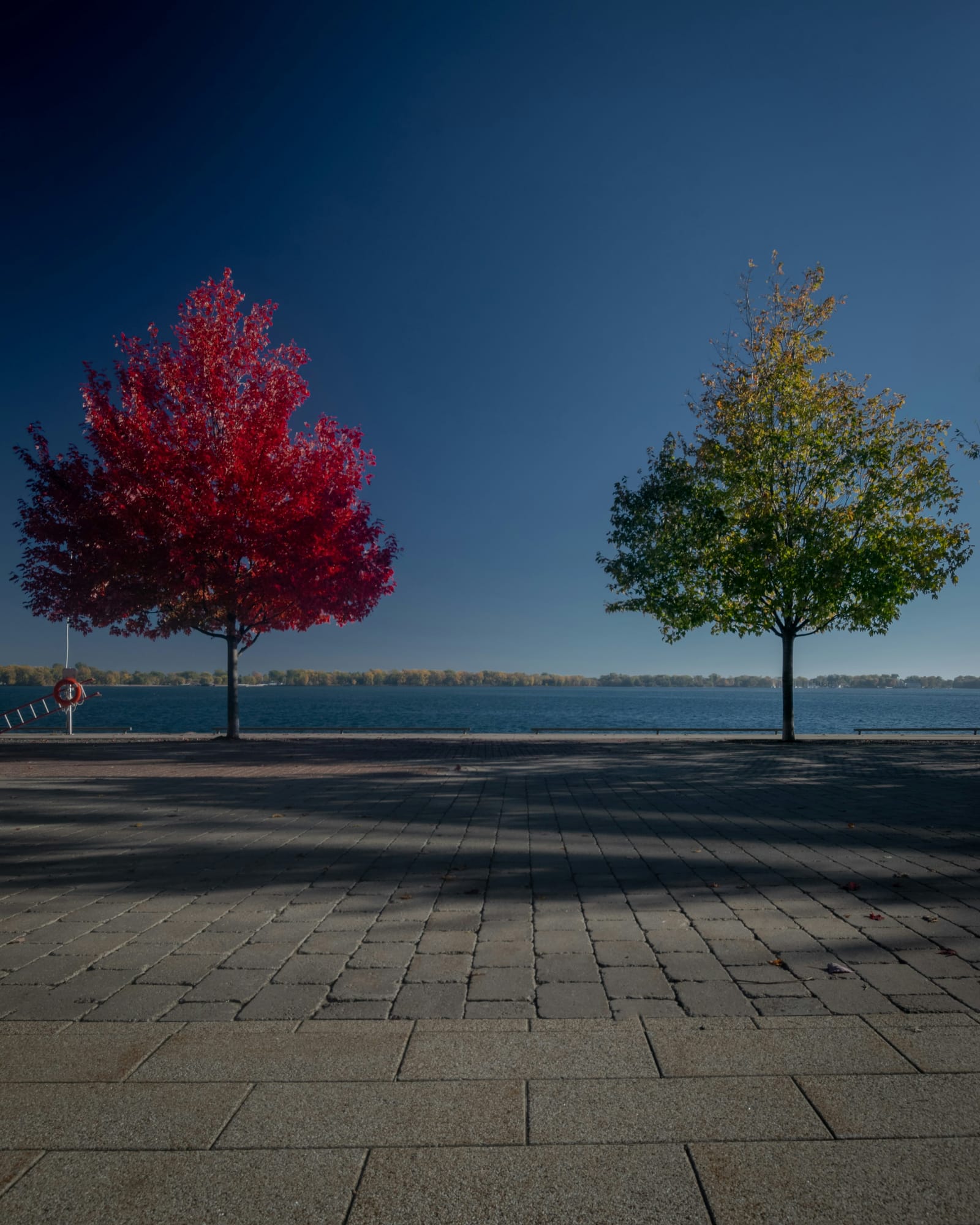 Two red maple trees on a Toronto waterfront promenade under a blue sky