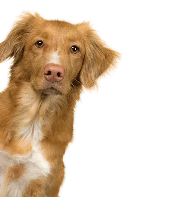 Happy golden retriever representing veterinary care excellence and client satisfaction with Smart Paws marketing platform