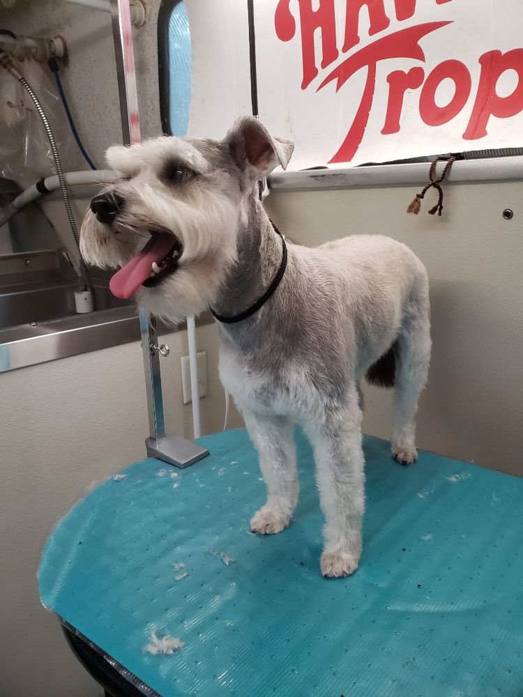 East Orlando Dog Grooming Cut