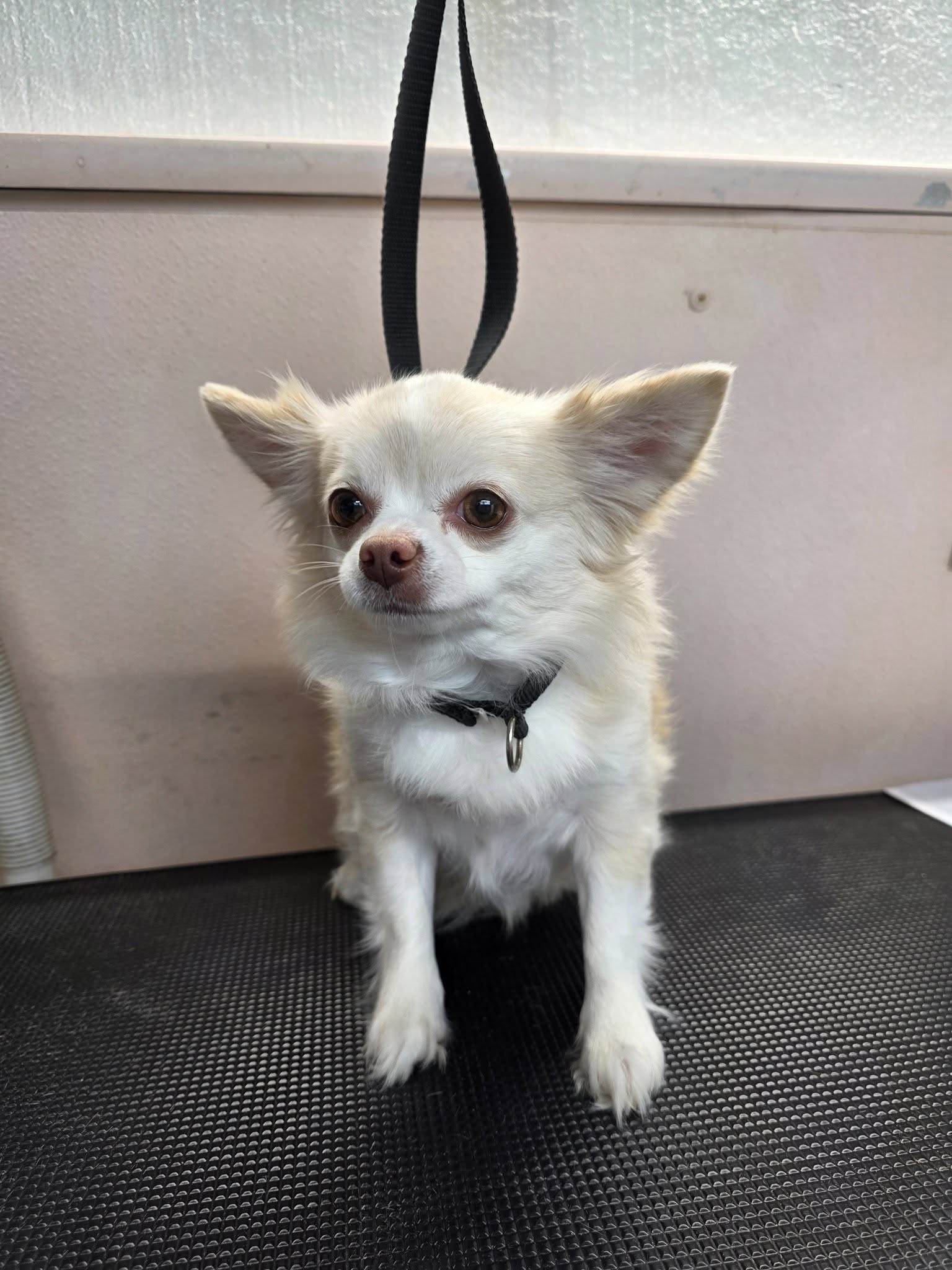 Dog Grooming Cut Titusville