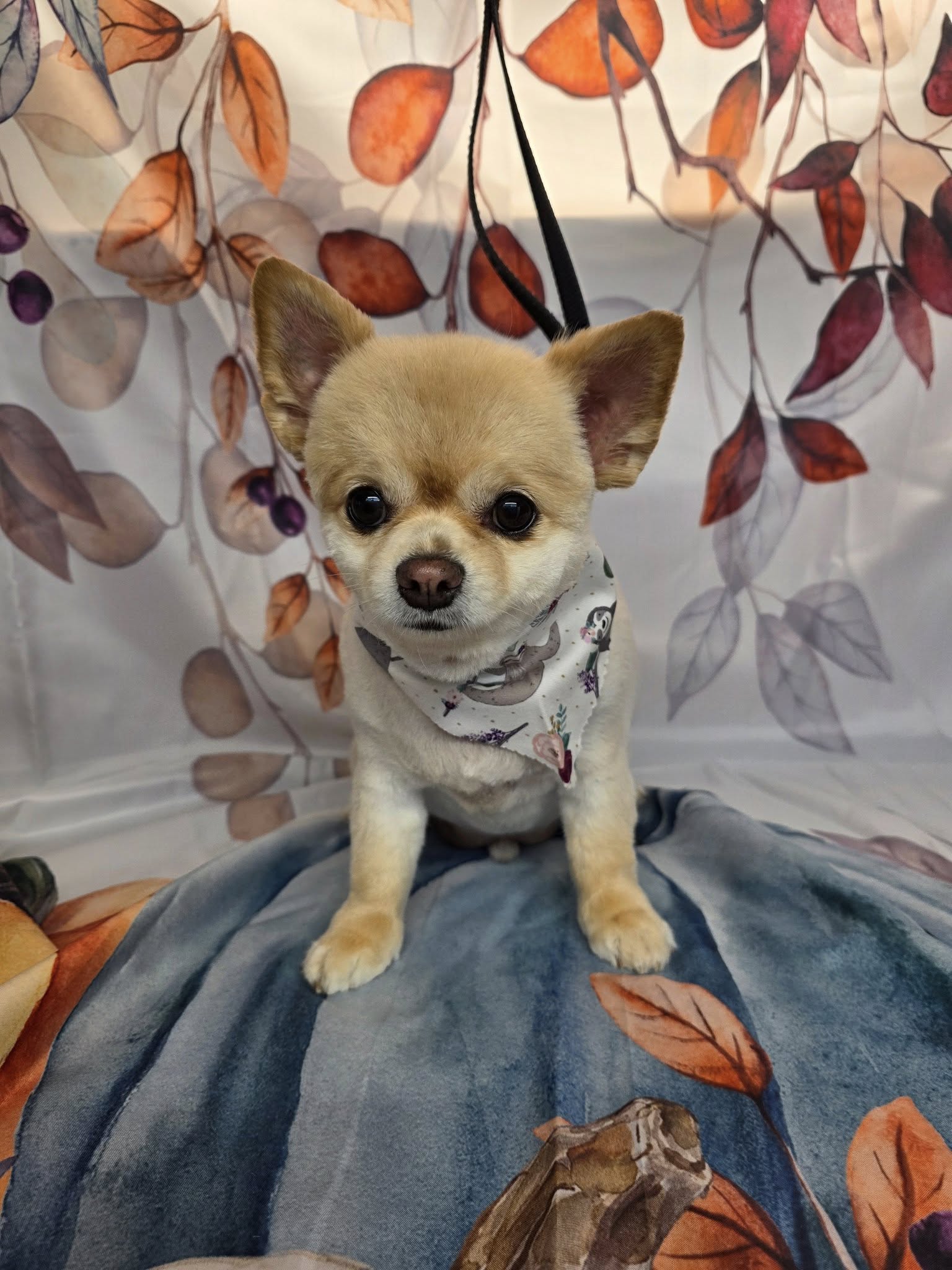 East Orlando Dog Grooming Cut