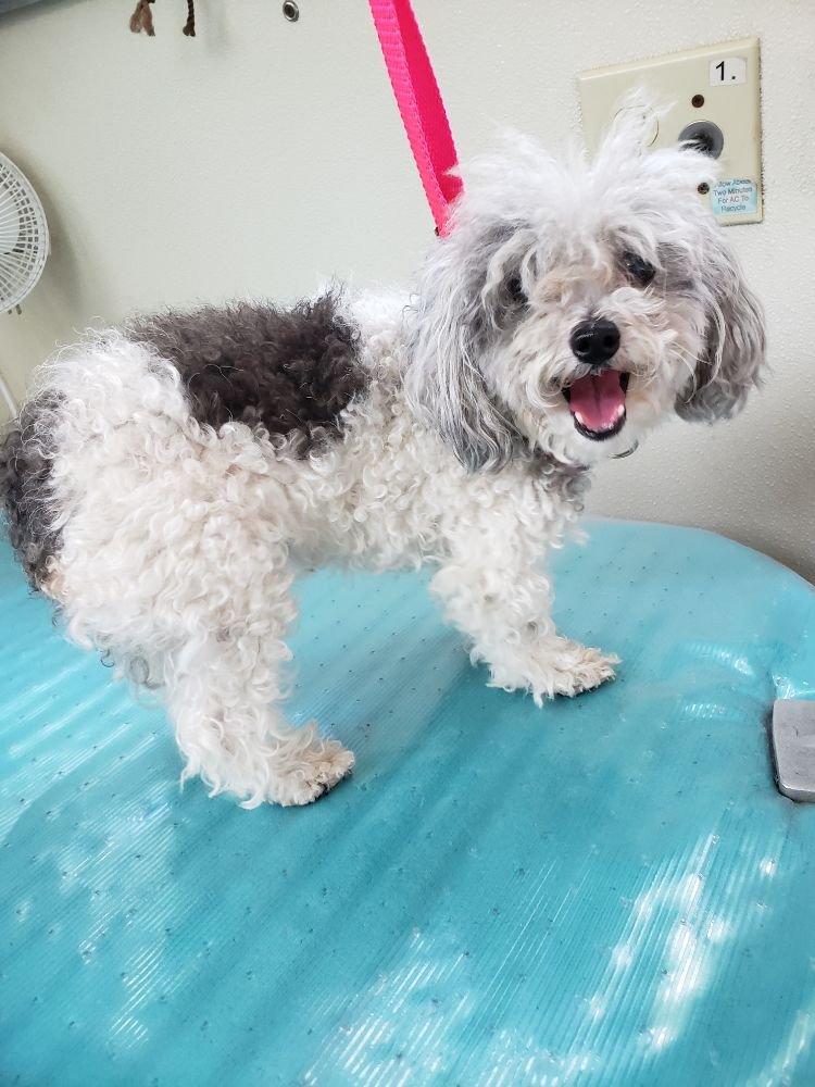 East Orlando Nail Trim