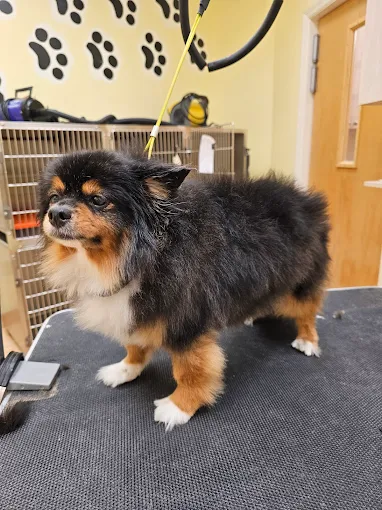 Ear Cleaning Titusville